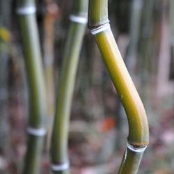 Bambu Phyllostachys aureo. Alata